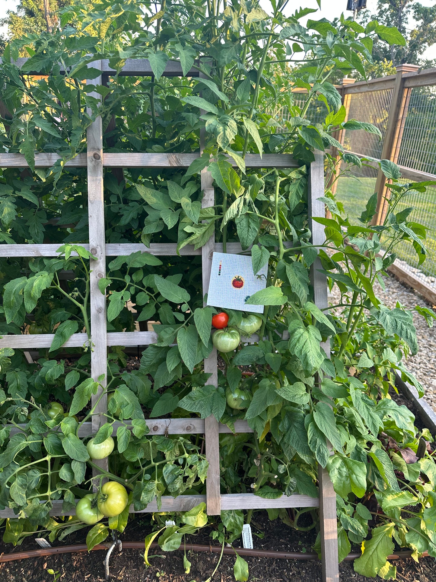 tomato mini