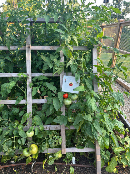 tomato mini